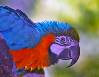 Polychromatic 284