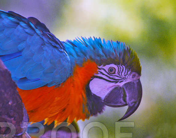 Polychromatic 284