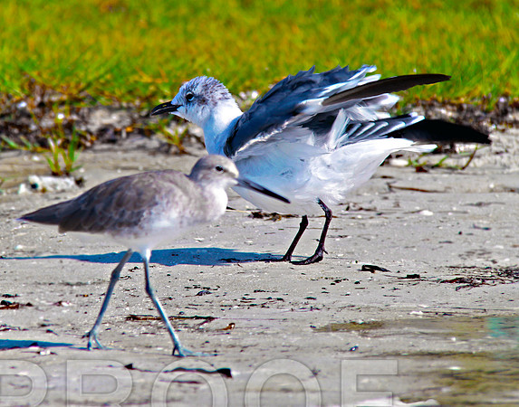 BIRDS 2011 274