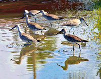 BIRDS 2011 301