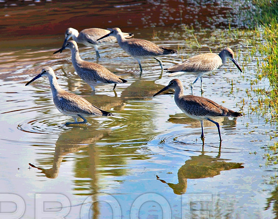 BIRDS 2011 301