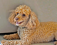 Ha, ha Poodle 044