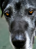 Wise Great Dane