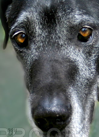 Wise Great Dane