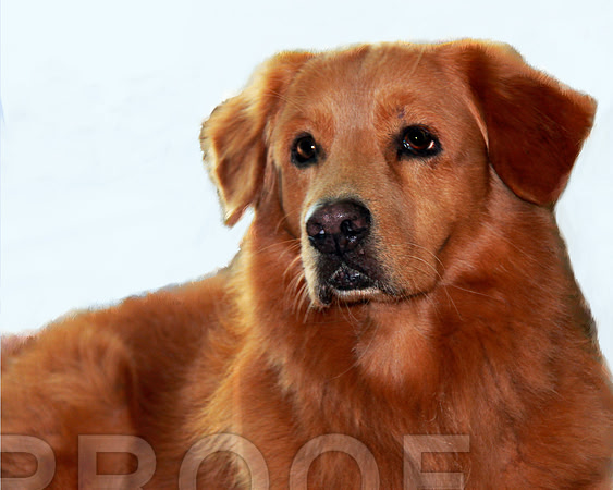 Toller P005 wht 10 x 8