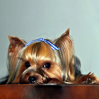 Pure Allure Yorkie 185