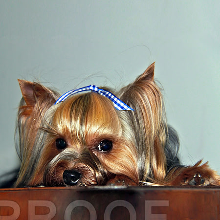 Pure Allure Yorkie  185