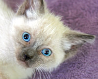 Siamese Eyes