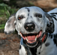 Cover Girl Smile