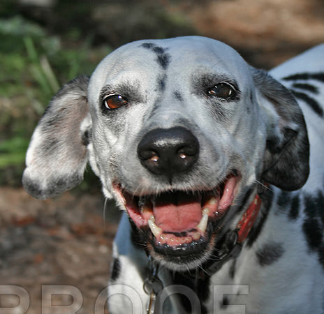 Cover Girl Smile
