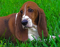 Basic Basset