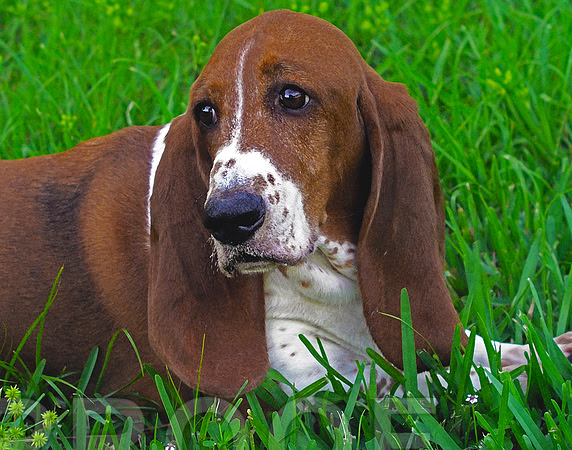 Basic Basset