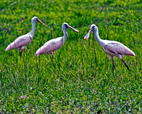 birds 2625