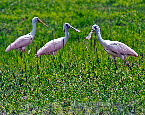 birds 2625