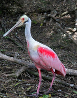 spoonbill 0619