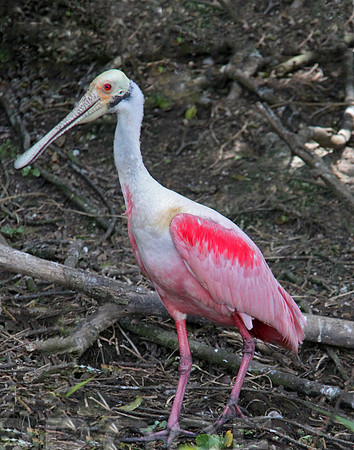 spoonbill 0619