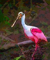 spoonbill 0621