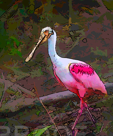 spoonbill 0621
