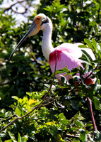 stick marsh 1238