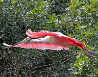 spoonbill 0785