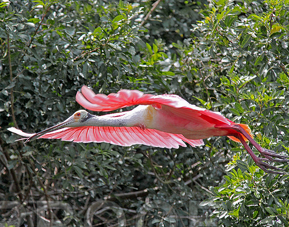 spoonbill 0785
