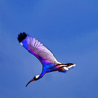 stick marsh 1175 cnt p
