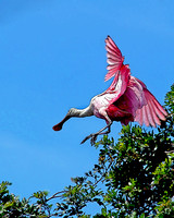 bird 2462 stz