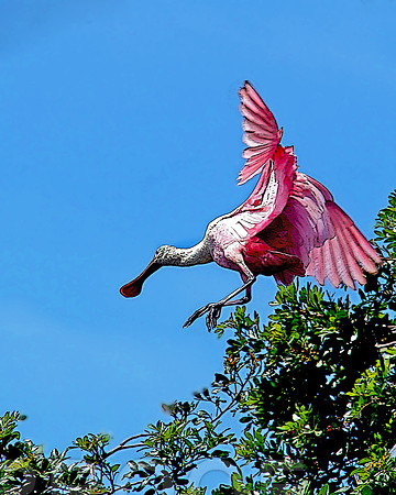 bird 2462 stz