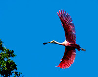 stick marsh 1178 pstr