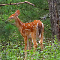 deer 082