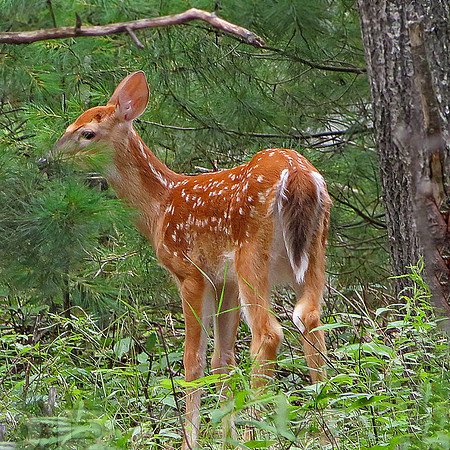 deer 082