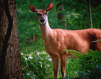 deer 11 14 109 ol pt 1