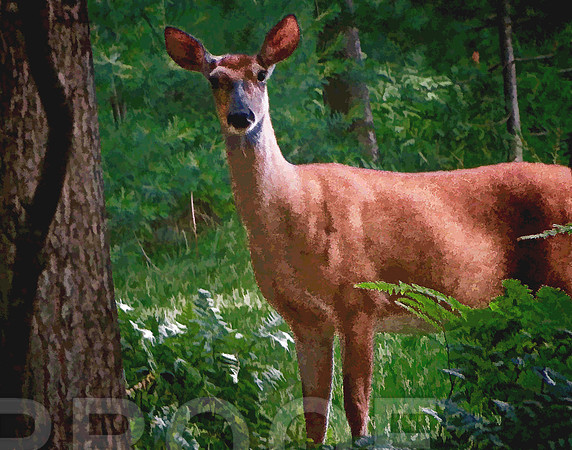 deer 11 14 109 ol pt 1