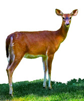 deer less background 110
