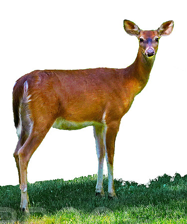 deer less background 110