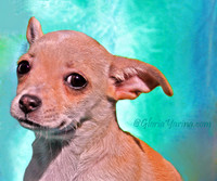 pup 427 6 x 5 w gy