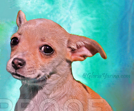pup 427 6 x 5 w gy