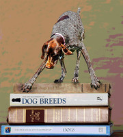 books and gsp pstr
