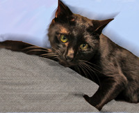 sammy 611