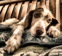 mmd dog on bed on pillow