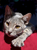 Tigger 1
