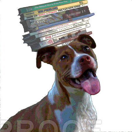 books on dogs head stlzd
