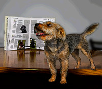book and terrier pstr