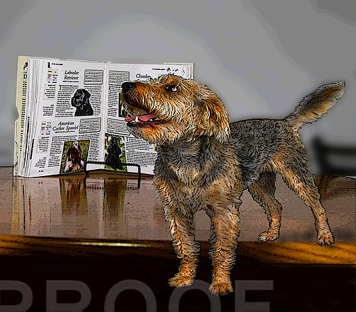 book and terrier pstr