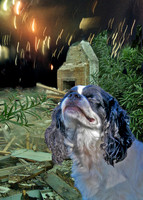 char fire smoke 0009 with dog