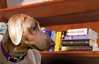 bookcase and doxie