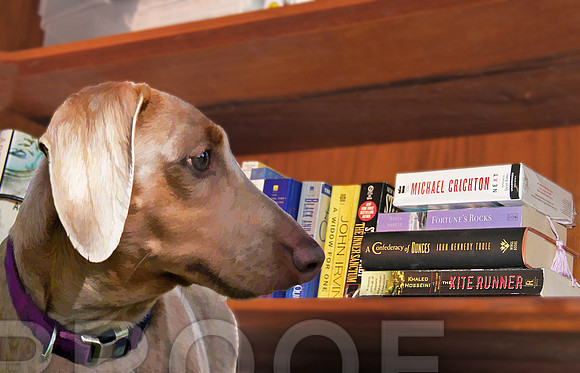 bookcase and doxie