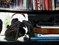books and cavalier pstr