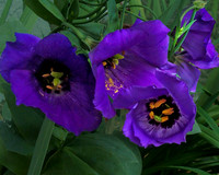purple flowers l n I iv