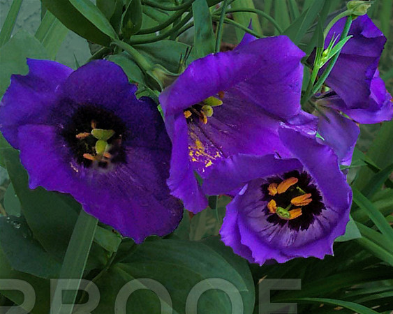 purple flowers l n I iv